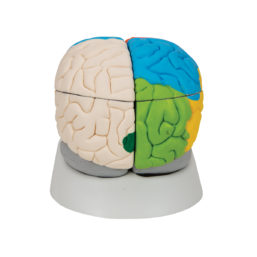 Neuro-anatomický barevný mozek