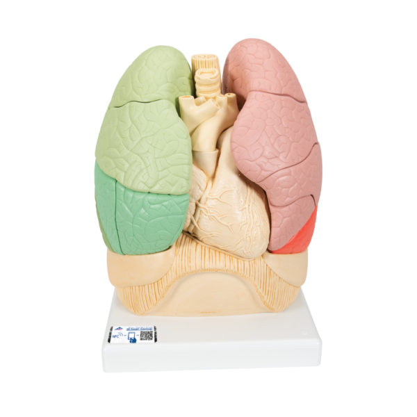 Model lidských plic