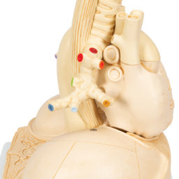 Model lidských plic