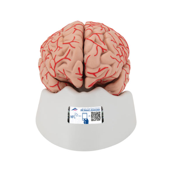 Model mozku s cévním zásobením