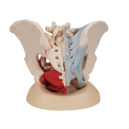 Model kostry ženské pánve s vazy a orgány