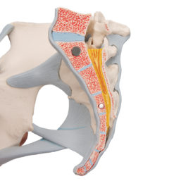 Model kostry ženské pánve s vazy a orgány