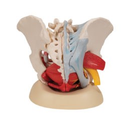 Model kostry ženské pánve s vazy, svaly, cévami, nervy a orgány