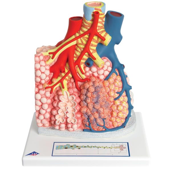 Detailní model plicního lobulu s alveoly a kapilárami