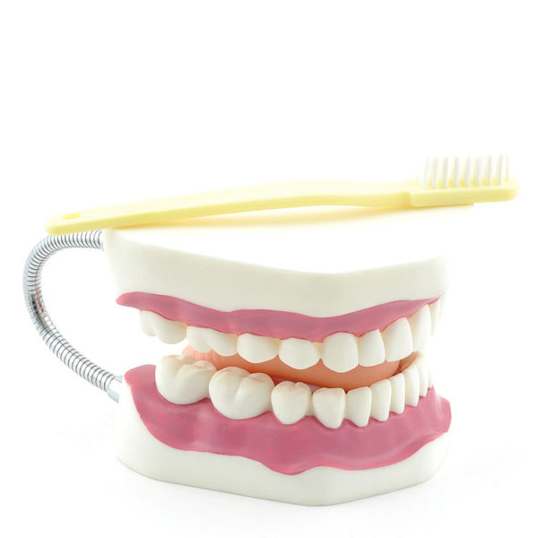 Model dentální hygieny