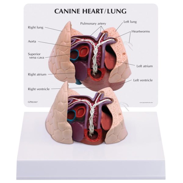 Model psího srdce s plícemi