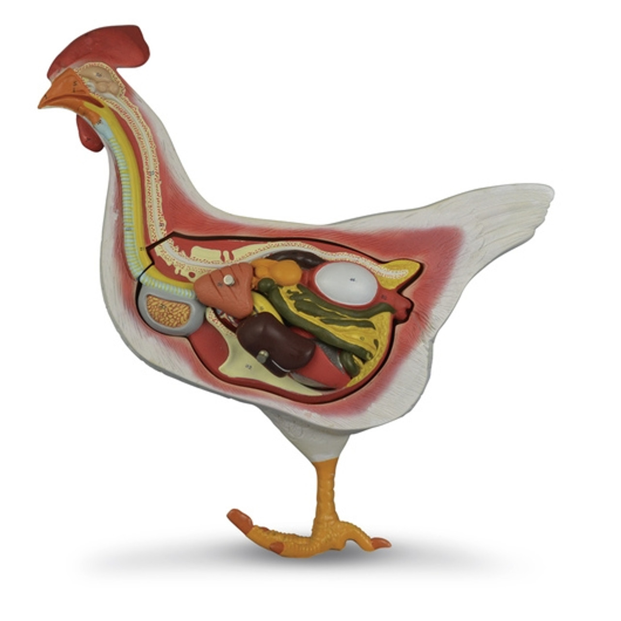 Анатомия органов курицы. Строение курицы. Пищеварение курицы. Внутренние органы курицы.