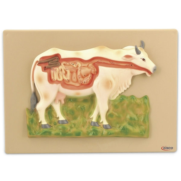 model krávy