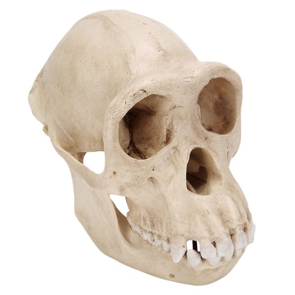 Anatomický model lebky šimpanze