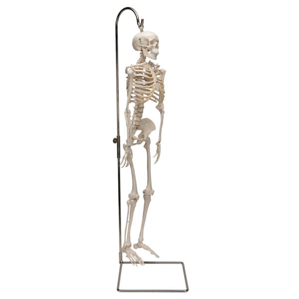 Miniaturní model lidské kostry