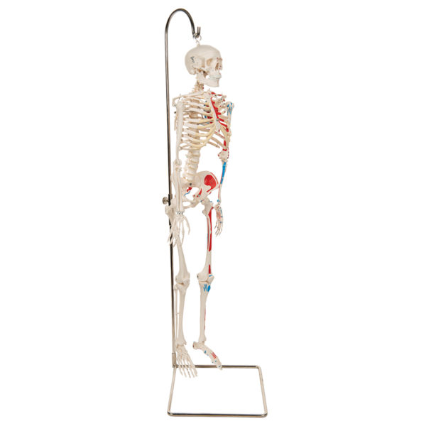 Miniaturní model lidské kostry