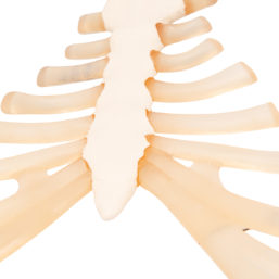 Model lidské hrudní kosti