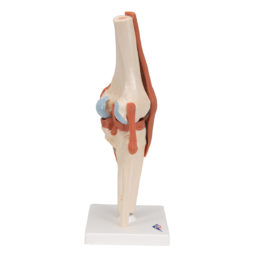 Funkční model kolenního kloubu
