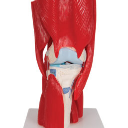 Model kolenního kloubu