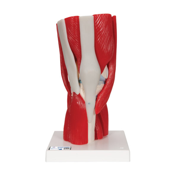Model kolenního kloubu