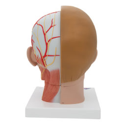 Model hlavy a krku v životní velikosti