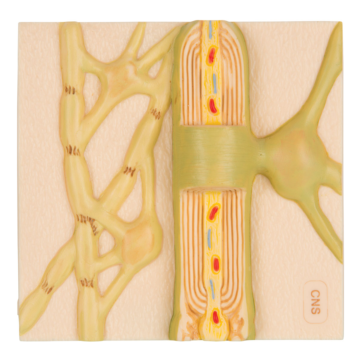 Model myelinové pochvy lidské nervové buňky