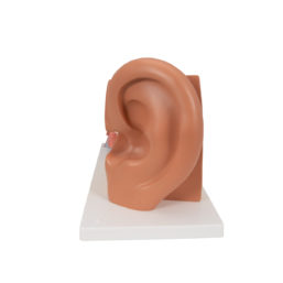 Model lidského ucha