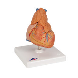 Anatomicky přesný model srdce