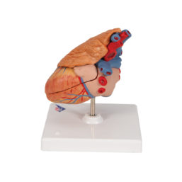 Anatomicky přesný model srdce