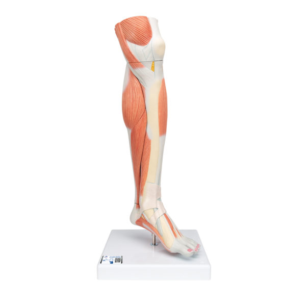 Model svalů distální části dolní končetiny s kolenem