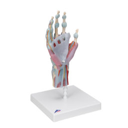 Model lidské ruky