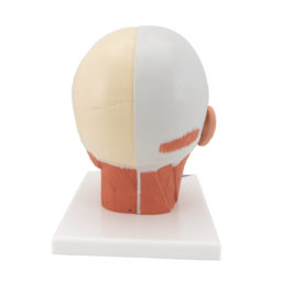 Model lidské hlavy se svaly