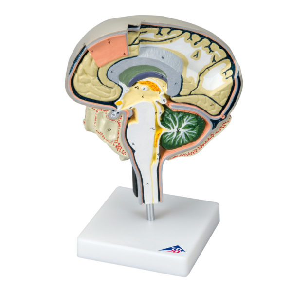 Model lidského mozku