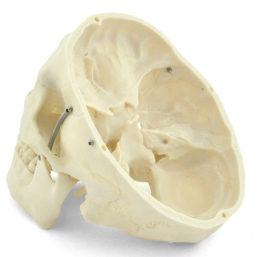 Anatomicky přesný model lebky s pohyblivou čelistí