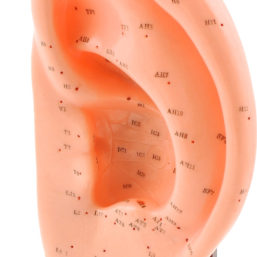 Masážní model ucha