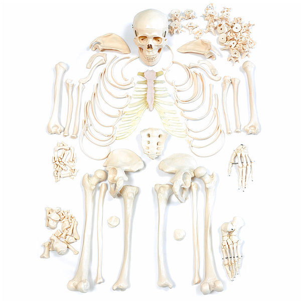 Demontovaný model lidské kostry