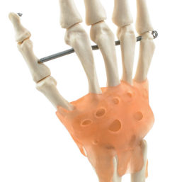 Model ruky a zápěstí s transparentním vazivovým spojem
