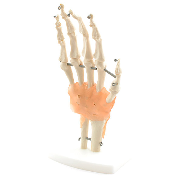 Model ruky a zápěstí s transparentním vazivovým spojem
