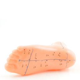 Akupunkturní model lidského chodidla
