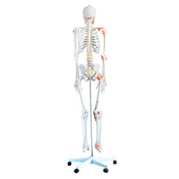 Model lidské kostry s flexibilní páteří