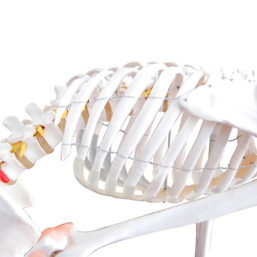 Model lidské kostry s flexibilní páteří