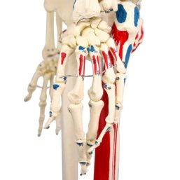 Model lidské kostry v životní velikosti s barevným vyobrazením svalů