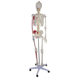 Model lidské kostry v životní velikosti s barevným vyobrazením svalů