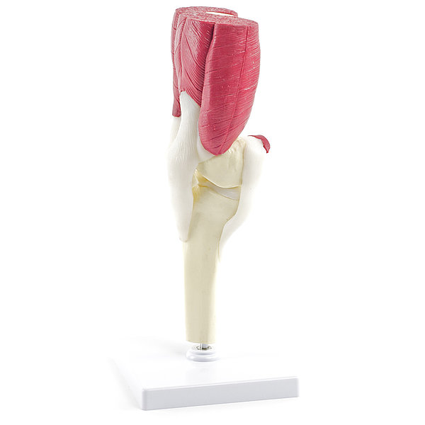 Model lidského kolene
