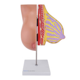 Model laktačního prsu