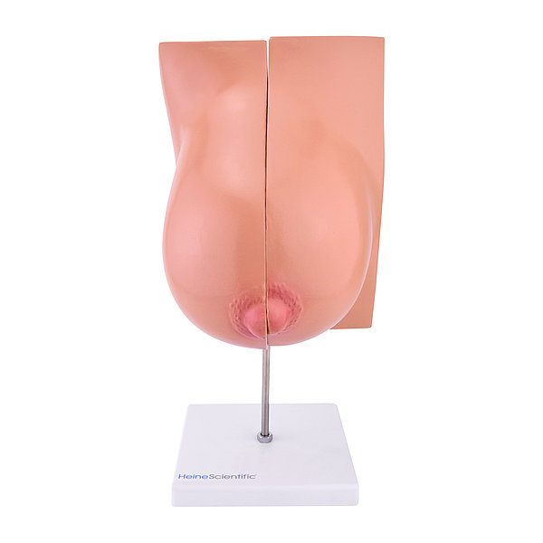 Model laktačního prsu