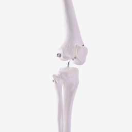 Model kostry lidské dolní končetiny