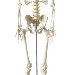 Anatomicky přesný model lidské kostry v životní velikosti