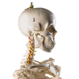 Anatomicky přesný model lidské kostry v životní velikosti