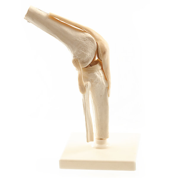 Anatomický model kolenního kloubu s kloubními vazy