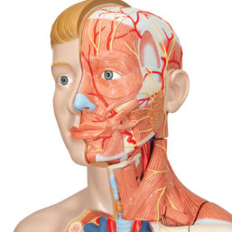 Model lidského těla