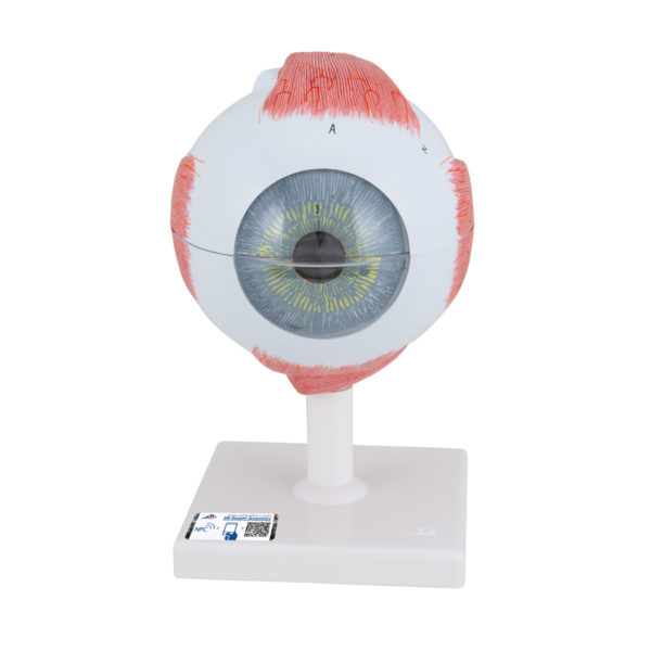 Model lidského oka - pětkrát zvětšeno