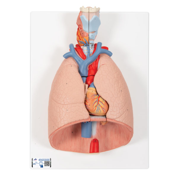 Model lidských plic s hrtanem