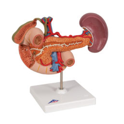 Model orgánů břicha