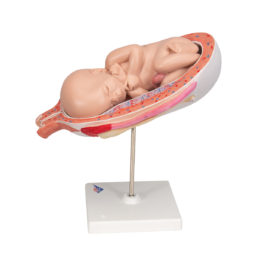 Model plodu